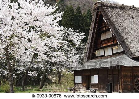 Japanese House and Agriculture Field in Shirakawa Japan, Gifu Prefecture View Large Photo Image Stock Photograph - Japanese House and Agriculture Field in Shirakawa Japan, Gifu Prefecture. Fotosearch