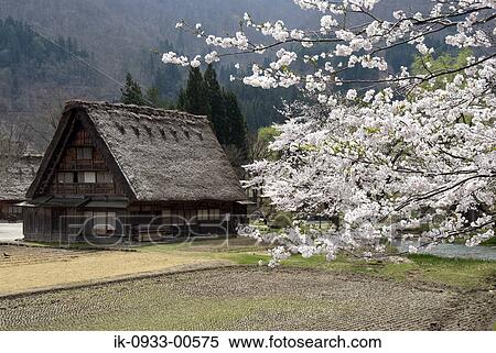 Japanese House and Agriculture Field in Shirakawa Japan, Gifu Prefecture View Large Photo Image Stock Photography - Japanese House and Agriculture Field in Shirakawa Japan, Gifu Prefecture. Fotosearch