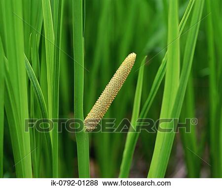 Japanese Iris with Green Foliage View Large Photo Image Stock Photo - Japanese Iris with Green Foliage. Fotosearch