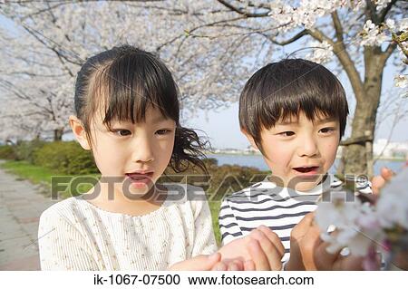 Stock Image - Japanese kids looking at cherry flower. Fotosearch