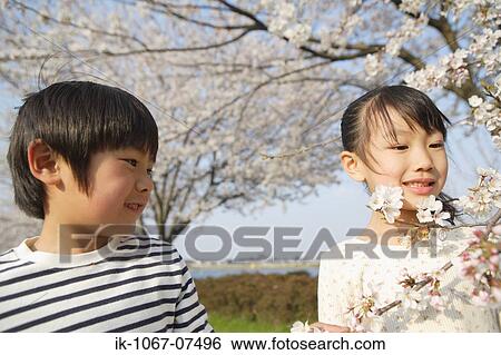 Stock Photograph - Japanese kids looking at cherry flower. Fotosearch