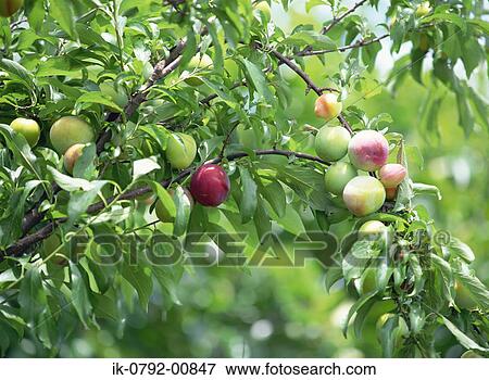 Japanese Plum Growing on Tree View Large Photo Image Stock Photo - Japanese Plum Growing on Tree. Fotosearch