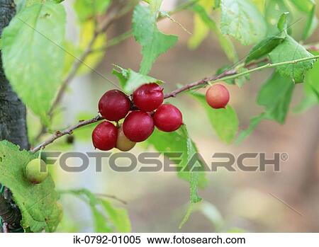Japanese Plum Growing on Tree View Large Photo Image Stock Photography - Japanese Plum Growing on Tree. Fotosearch