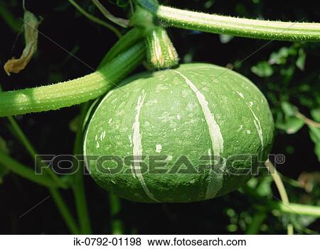 Japanese Pumpkin Growing on Tree View Large Photo Image Stock Photo - Japanese Pumpkin Growing on Tree. Fotosearch