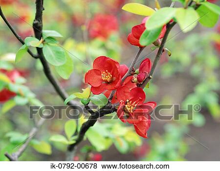 Stock Photo - Japanese Quince Blooming in Early Spring. Fotosearch