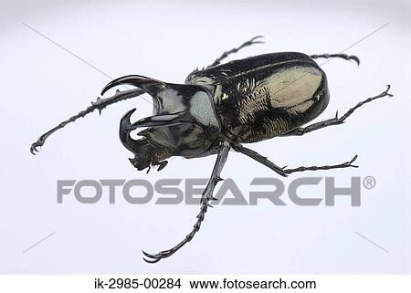 Picture - Japanese Rhinoceros Beetle. Fotosearch