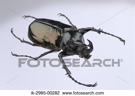 Japanese Rhinoceros Beetle View Large Photo Image Stock Image - Japanese Rhinoceros Beetle. Fotosearch