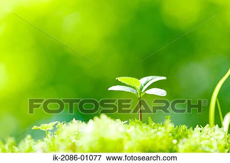 Japanese Sewartia View Large Photo Image Stock Photo - Japanese Sewartia. Fotosearch