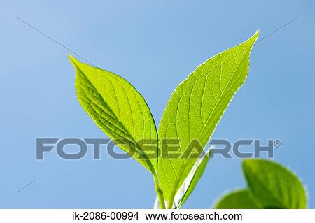 Picture - Japanese Stewartia Leaves against Blue Sky. Fotosearch