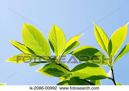 Stock Image - Japanese Stewartia Leaves against Blue Sky. Fotosearch