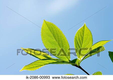 Stock Image - Japanese Stewartia Leaves against Blue Sky. Fotosearch