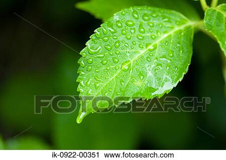 Japanese Stewartia Leaves in Springtime View Large Photo Image Stock Image - Japanese Stewartia Leaves in Springtime. Fotosearch