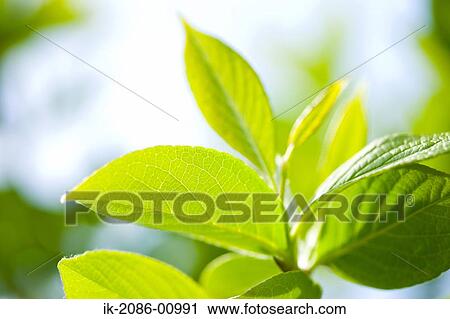 Stock Image - Japanese Stewartia Leaves in Springtime. Fotosearch