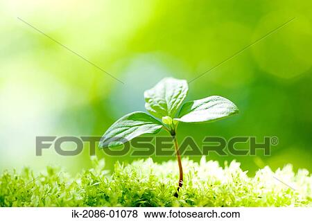 Japanese Stewartia View Large Photo Image Stock Photo - Japanese Stewartia. Fotosearch