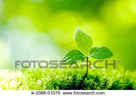 Japanese Stewartia View Large Photo Image Stock Photo - Japanese Stewartia. Fotosearch