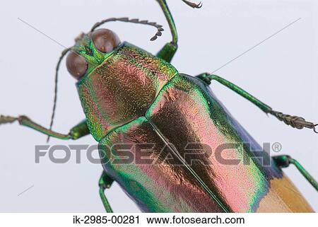 Stock Image - Jewel Beetle. Fotosearch