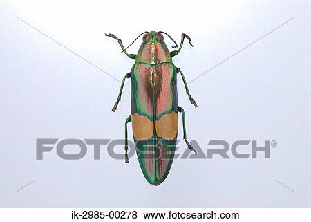 Stock Photo - Jewel Beetle. Fotosearch