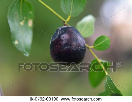 Jujube Fruit Growing on Branch View Large Photo Image Stock Image - Jujube Fruit Growing on Branch. Fotosearch