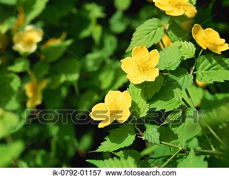 Kerria Japonica Flowers View Large Photo Image Stock Photo - Kerria Japonica Flowers. Fotosearch