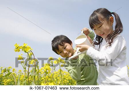 Kids watering the mustard field View Large Photo Image Stock Image - Kids watering the mustard field. Fotosearch