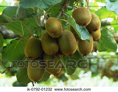Kiwi Fruit Growing in Orchard View Large Photo Image Stock Image - Kiwi Fruit Growing in Orchard . Fotosearch