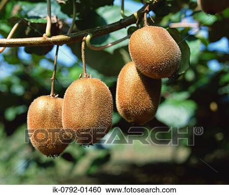 Stock Image - Kiwi Fruit Hanging on Branch . Fotosearch