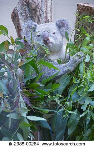 Picture - Koala Hanging in Tree. Fotosearch