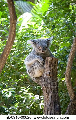 Stock Photograph - Koala Sitting on Tree Trunk . Fotosearch