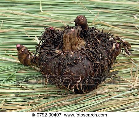 Konnyaku Covered with Mud on Straw View Large Photo Image Stock Photo - Konnyaku Covered with Mud on Straw. Fotosearch