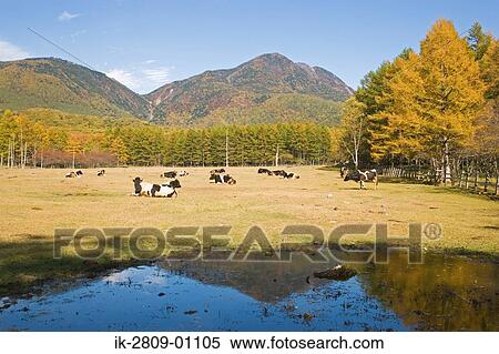 Stock Photography - Kotoku Ranch in Tochigi Prefecture, Japan. Fotosearch