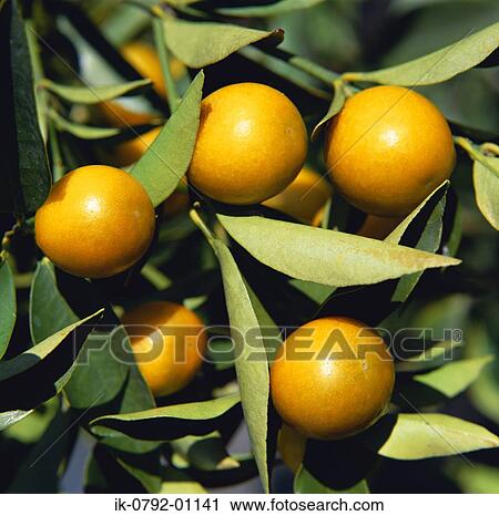 Kumquats Growing on Tree View Large Photo Image Stock Image - Kumquats Growing on Tree. Fotosearch