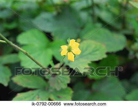 Stock Photograph - Large leaf Avens Blooming Flower. Fotosearch