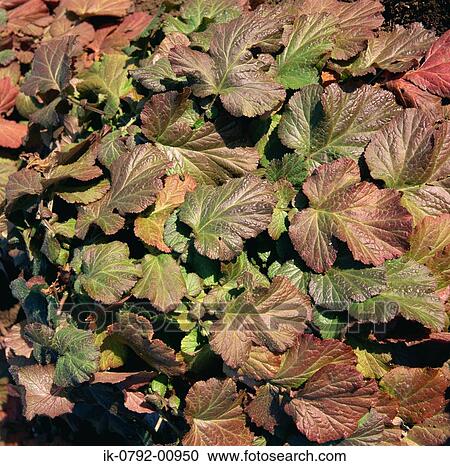 Largeleaf Avens Leaves on Ground View Large Photo Image Stock Image - Largeleaf Avens Leaves on Ground . Fotosearch