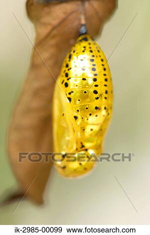 Larva at Okinawa Prefecture, Japan View Large Photo Image Stock Photo - Larva at Okinawa Prefecture, Japan. Fotosearch