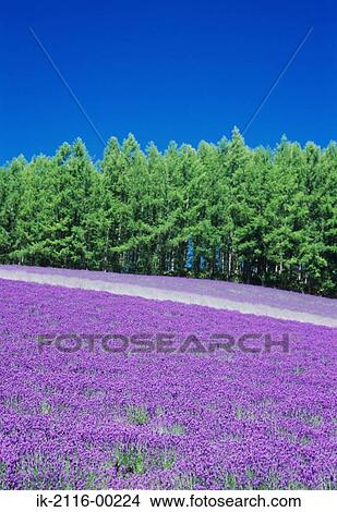 Lavender Flower Garden Nakafurano, Hokkaido, Japan View Large Photo Image Picture - Lavender Flower Garden Nakafurano, Hokkaido, Japan . Fotosearch
