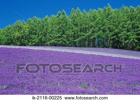Stock Photography - Lavender Flower Garden Nakafurano, Hokkaido, Japan . Fotosearch