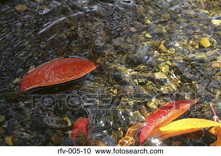 Leaf Flowing on Water View Large Photo Image Stock Image - Leaf Flowing on Water. Fotosearch