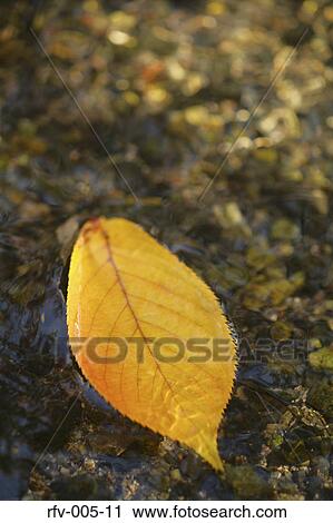 Stock Image - Leaf Flowing on Water. Fotosearch