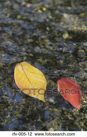 Stock Image - Leaf Flowing on Water. Fotosearch