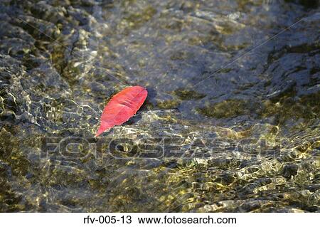 Leaf Flowing on Water View Large Photo Image Stock Image - Leaf Flowing on Water. Fotosearch