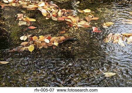 Stock Photo - Leaf Flowing on Water. Fotosearch