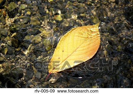 Leaf Flowing on Water View Large Photo Image Stock Photo - Leaf Flowing on Water. Fotosearch