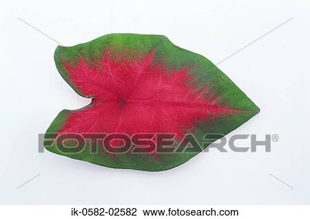 Leaf on White Background View Large Photo Image Stock Image - Leaf on White Background. Fotosearch