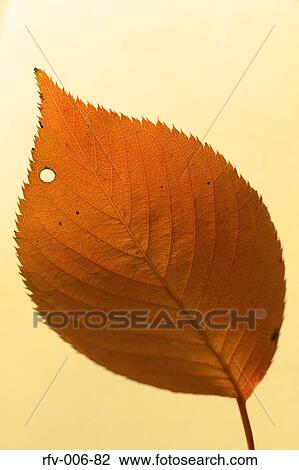 Leaf View Large Photo Image Stock Image - Leaf. Fotosearch