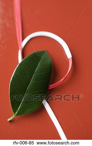 Leaf View Large Photo Image Stock Photography - Leaf. Fotosearch