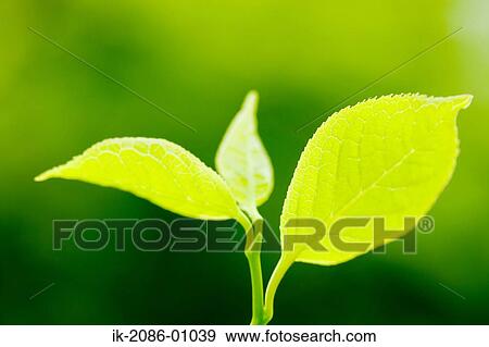Leaves in Spring Growing in Spring View Large Photo Image Stock Photo - Leaves in Spring Growing in Spring. Fotosearch