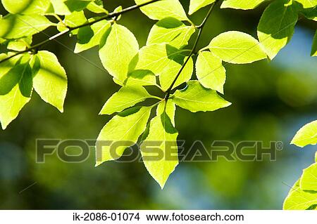 Leaves on Tree in Spring View Large Photo Image Picture - Leaves on Tree in Spring. Fotosearch