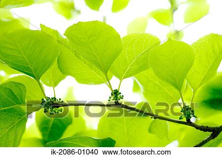 Leaves on Tree in Spring View Large Photo Image Stock Image - Leaves on Tree in Spring. Fotosearch