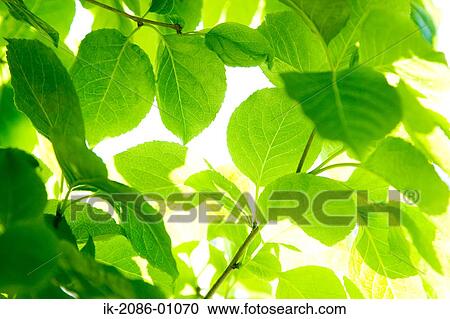 Leaves on Tree in Spring View Large Photo Image Stock Image - Leaves on Tree in Spring. Fotosearch