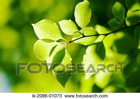 Leaves on Tree in Spring View Large Photo Image Stock Image - Leaves on Tree in Spring. Fotosearch
